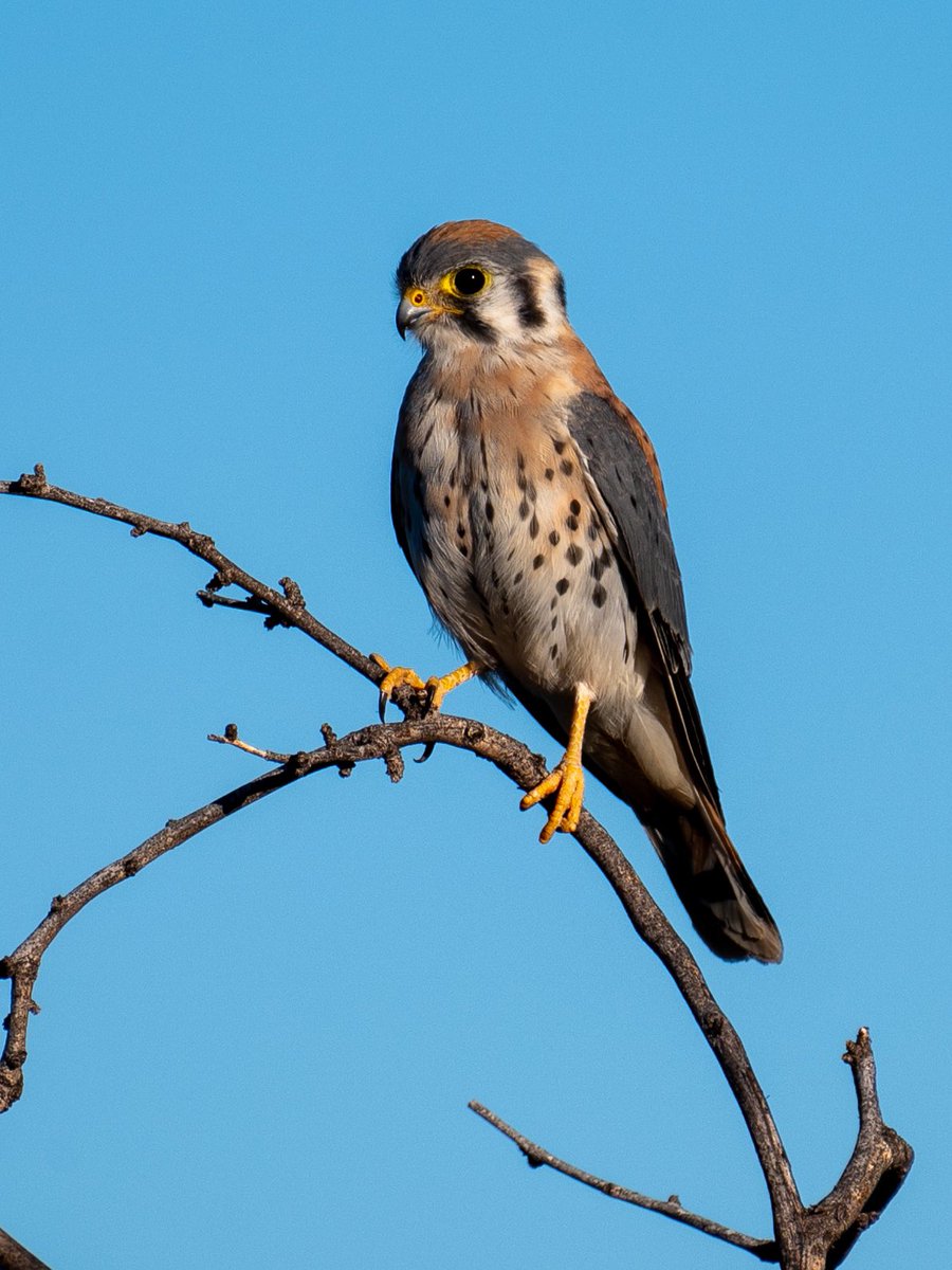 OnlyVeesAz's tweet photo. My favorite mini-murderbird, American Kestrel https://t.co/HQFSmJsEq9