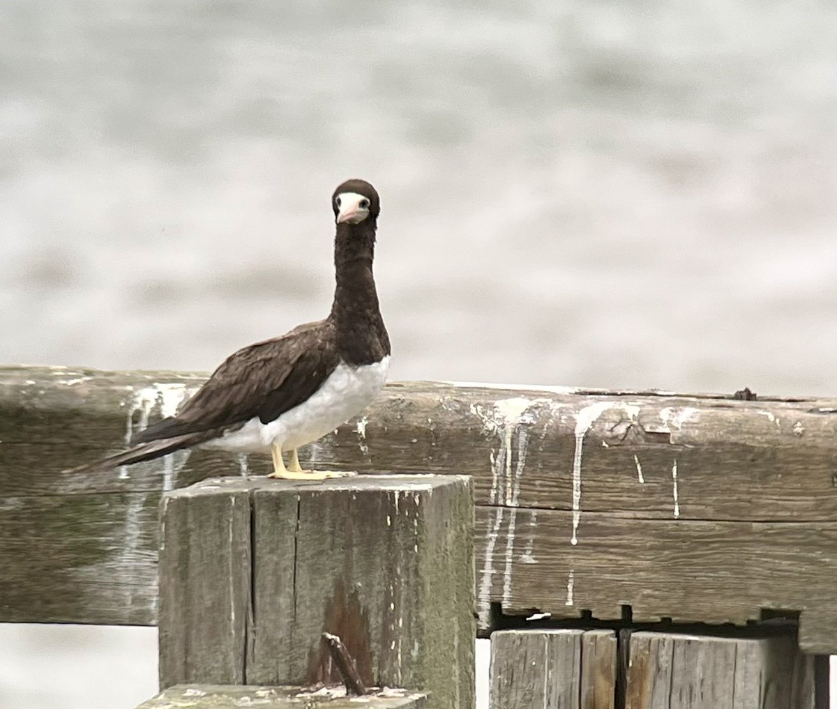 DanielCMartin1's tweet photo. My 1st Brown Booby today near Redcar #noboatneeded digiscoped, she was dossing on the pier. 12 Arctic Skua (dark & light), Gannets, Razors, Guills, Scoters, Eider, Curlew, TStones, Oycs, 6 Gull sp. @cockayne_simon @TVsMattReed #Booby @SwarovskiOptik @BirdGuides @RareBirdAlertUK https://t.co/Nd9hW45WLf