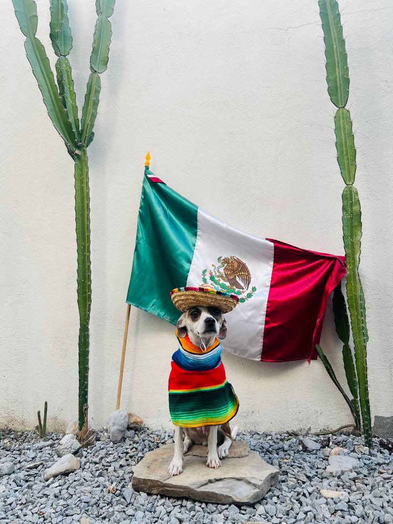 🇲🇽🐶 vivan los lomitos !