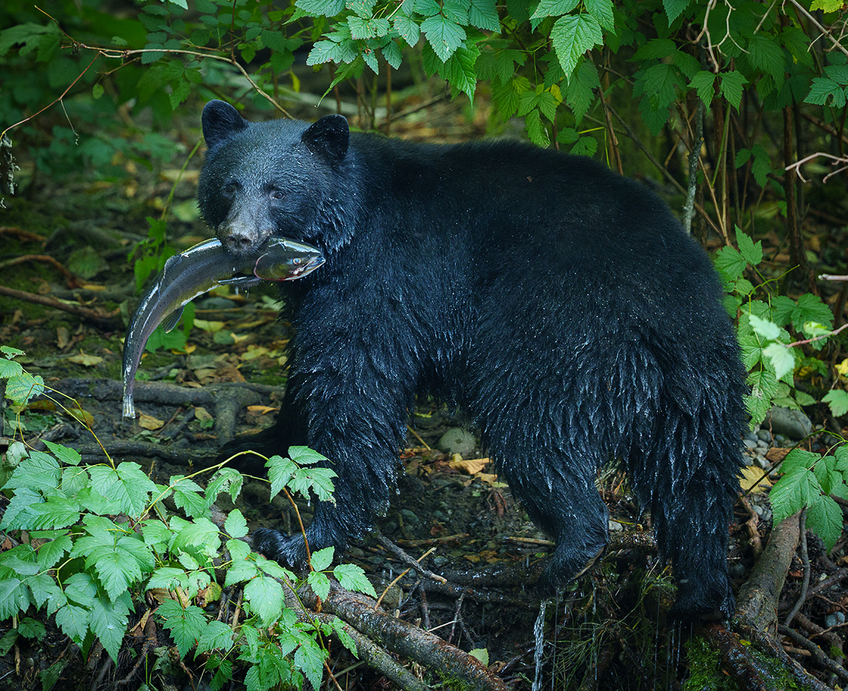 AiboVancouver's tweet photo. Caught in the act a Black Bear with his mouthful of Pink Salmon on the Quinsum River. The Quinsum River is a popular among the local Black Bears for Fall fishing. Shot with a Sony Alpha a7r5 and the new Sony 300mm f2.8 GM lens. #Sony300mmGM #SonyAlpha #Sonya7r5 #sonyphotograp ... https://t.co/yoWTlyzByc