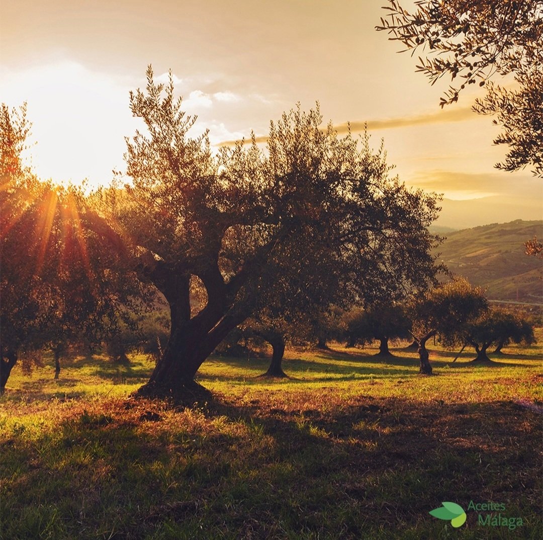 aceitesmalaga's tweet photo. Descubre la esencia de Málaga en cada rincón de sus olivares infinitos. Este paraíso andaluz es el corazón de la producción de aceite de oliva de alta calidad 🌿☀️🍈 #Málaga #AceiteDeOliva #NaturalezaAndaluza #AceitesMálaga https://t.co/43t3t01Oy1