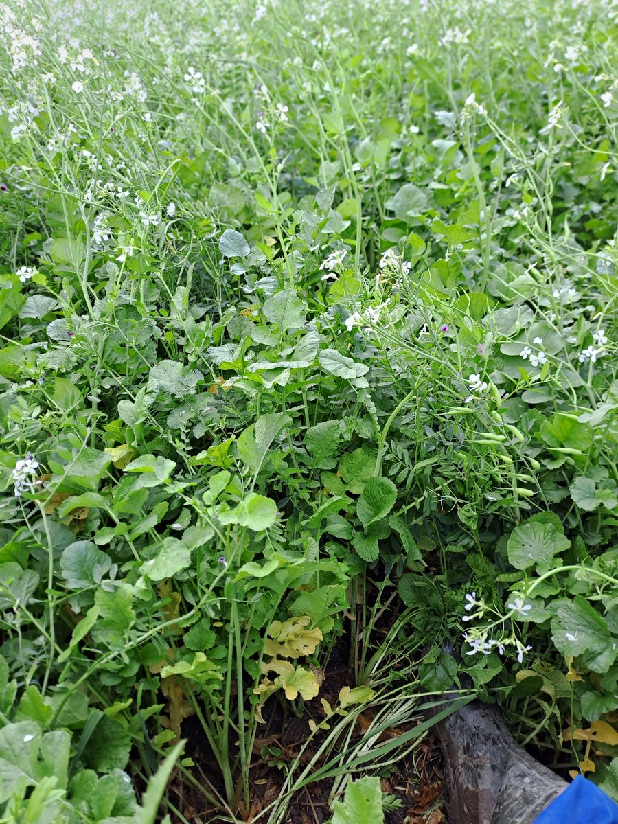 Eric Pelleboer tweet media