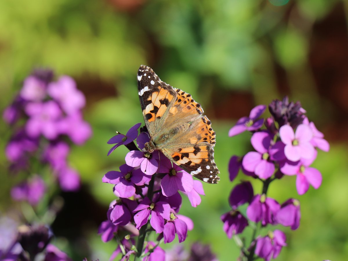savebutterflies's tweet photo. Enjoyed counting butterflies in this summer's Big Butterfly Count? Want to see more where you live? 

Creating a #WildSpace is a great way to support butterflies &amp; moths all year round, by providing a place where they can feed, breed &amp; shelter! 🦋🌿

👉 https://t.co/Ixy3NDDjLY https://t.co/BKDK4rFqAV