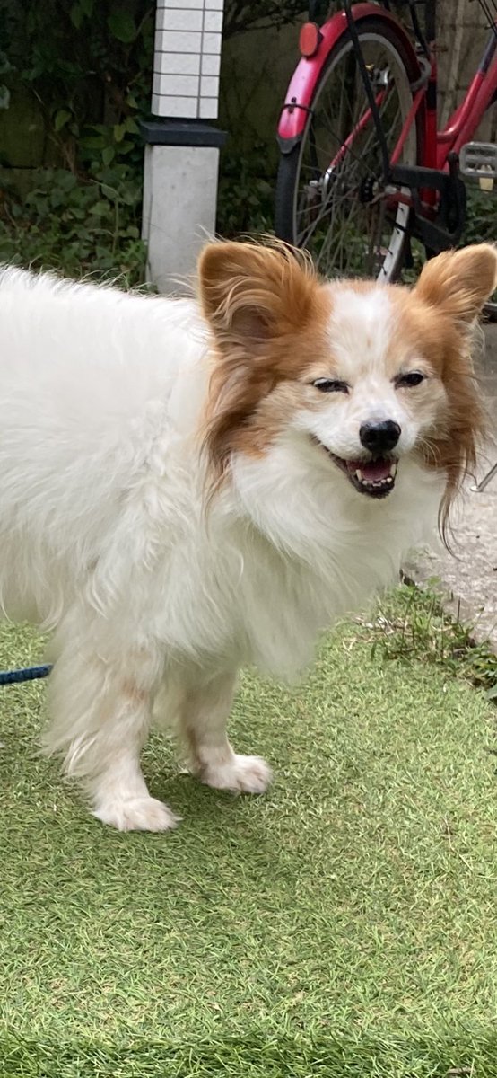 夕散歩もだいぶ涼しくなりましたね！
＃パピヨン