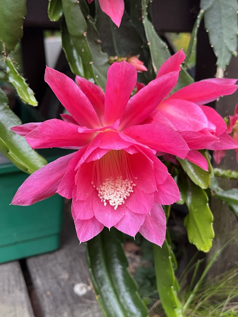 JukkaPartanen3's tweet photo. Decked out in red for the first time in 20 years #kaktus #Disocactus #succulents #cactus #houseplants #indoorplants #plants #photography #ThePhotoHour #MacroHour #channel169 #hovineidonkaktus #flowerphotography #γ«γ―γΏγΉ https://t.co/3p92LyZCn6