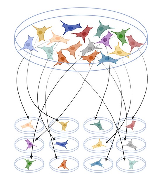 New paper out by Ben Hershey and Kristina Havas <a href="/IFOMresearch/">IFOM</a> on ecological interactions in cancer cell lines.
science.org/doi/10.1126/sc…

<a href="/SPCGgroup/">Statistical Physics of Cells and Genomes</a> helped with quantifying Allee effects and clonal cooperation by shared metabolites. Thanks to <a href="/Simopompei/">Simone</a> and <a href="/LCalabreBiophys/">Ludovico Calabrese</a>