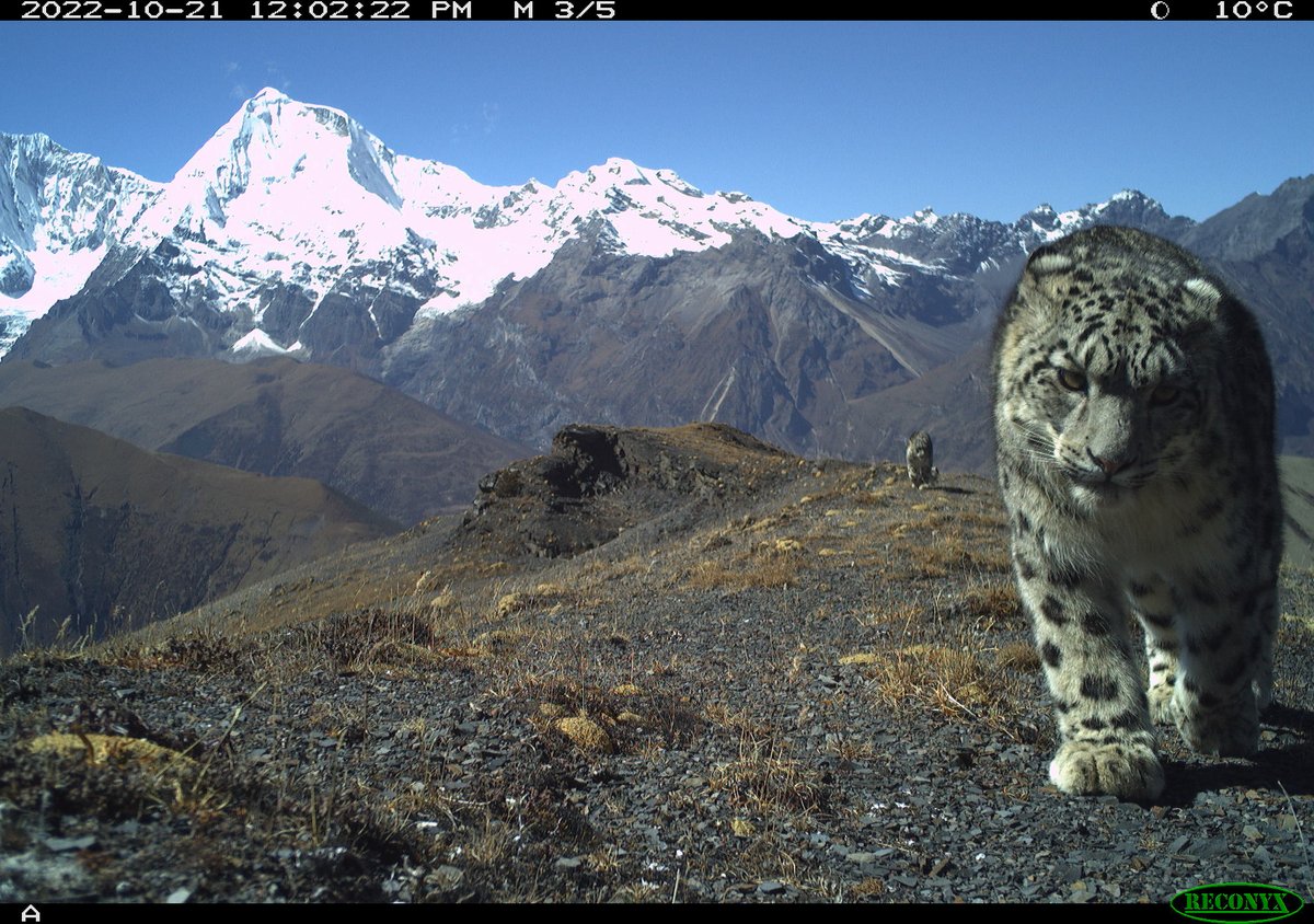 CRRinzin's tweet photo. Bhutan's commitment to #snow #leopard conservation is soaring! The recent national survey reveals a population increase to 134. This not only solidifies Bhutan as a stronghold but underscores the urgent need for global action to protect these Vulnerable creatures. #Bhutan #DoFPS https://t.co/4UChr3JlTX