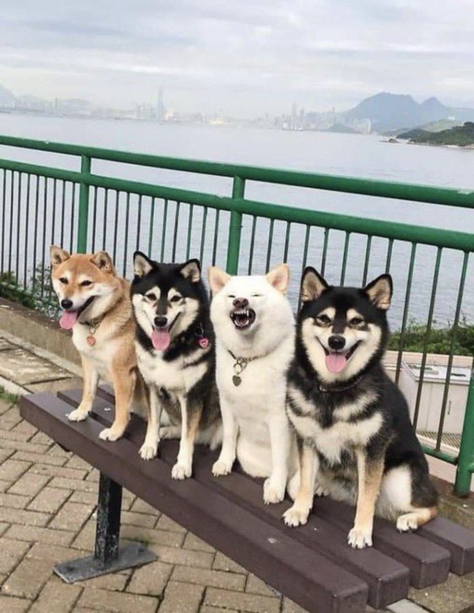 Gekikawa_Dbts's tweet photo. 全く言うことを聞かない
白い柴犬がかわいい https://t.co/P2Ur32JtSJ