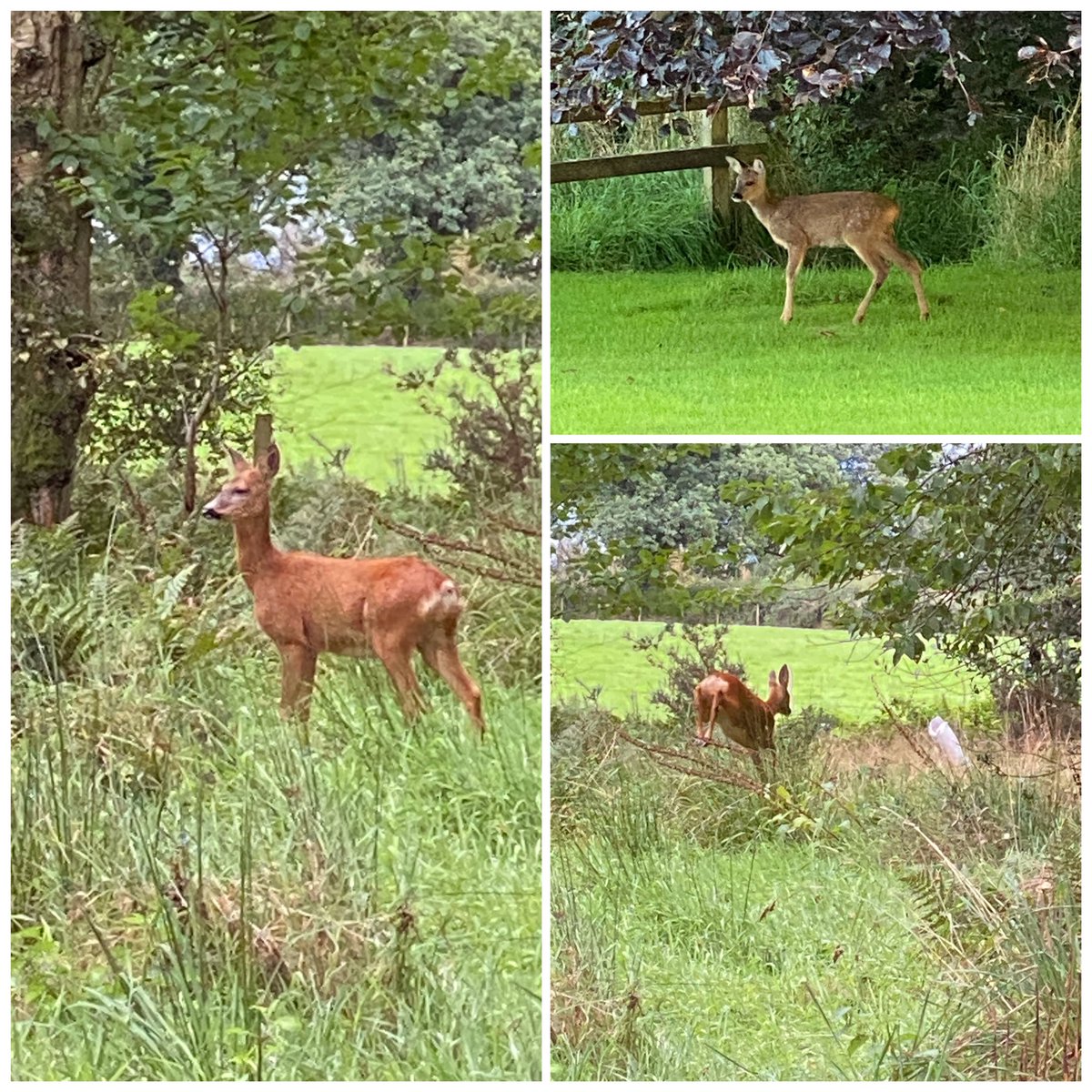Good to see the deer again that have kept us company during our week in the Lake District before we set off for home.