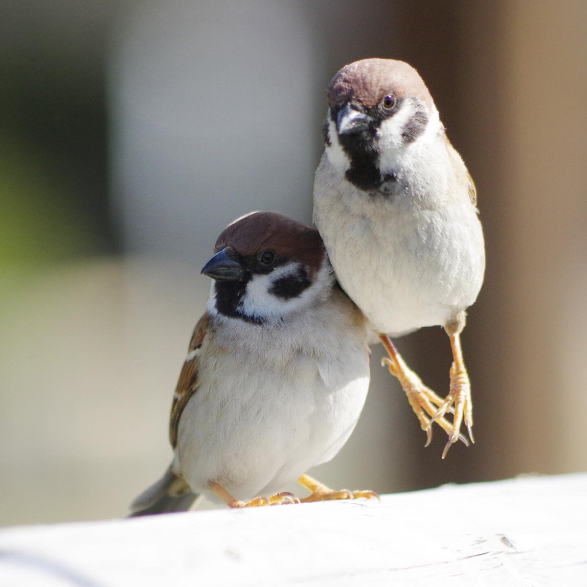aerial2009's tweet image. ちょいと失礼

#雀 #スズメ #すずめ #sparrow #鳥 #小鳥 #野鳥 #ちゅん活 #スズメ写真集 #bird