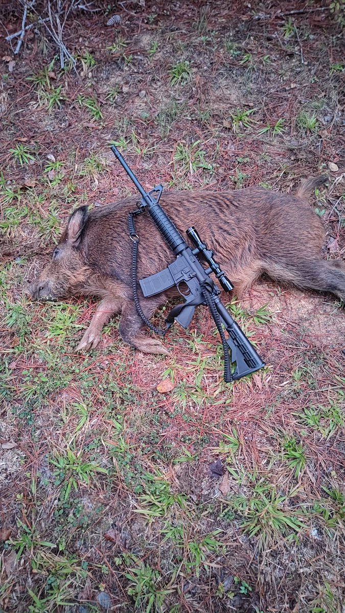 TimYoder17's tweet image. First hog kill!