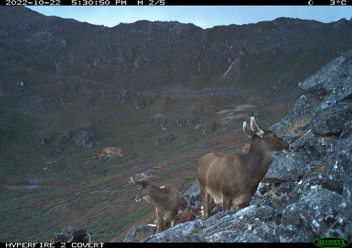 CRRinzin's tweet photo. The discovery of the majestic and elusive, white-lipped or #Thorold's deer, a threatened species, demonstrates Bhutan’s conservation leadership and success. The wild population is estimated to be around 7000 only and are found only in few Himalayan landscape. #Bhutan #DoFPS https://t.co/kuru7LkGbl