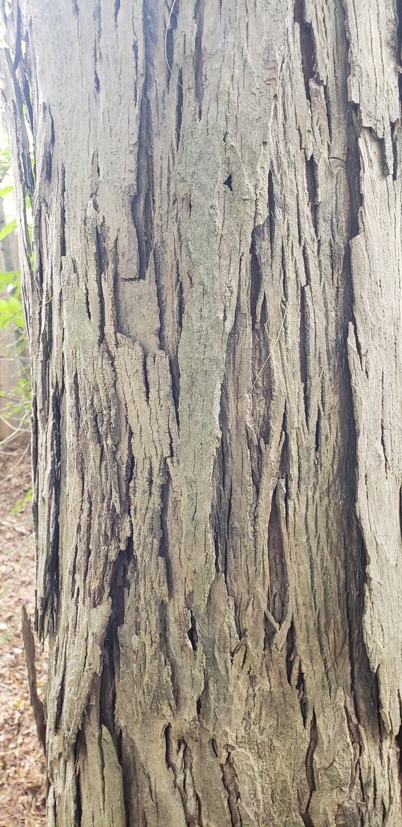 Shagbark Hickory
