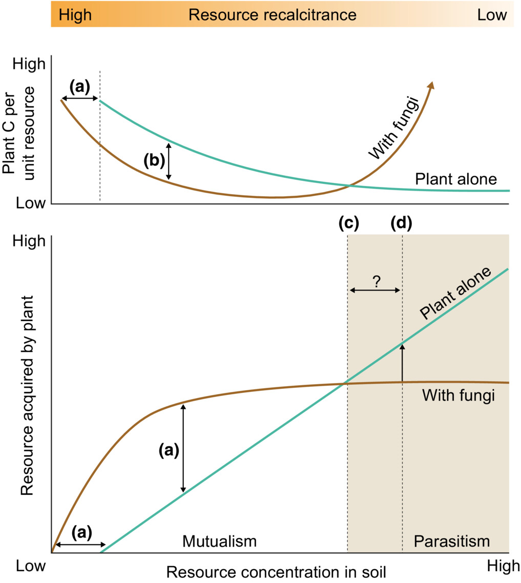 Modified source–sink dynamics govern resource exchange in ectomycorrhizal symbiosis

Laura M. Bogar <a href="/LauraBogar/">Laura Bogar</a> #TansleyInsight

📖 ow.ly/goSP50PK7Jy