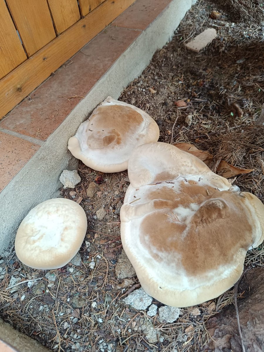 Han nacido junto a unos cipreses ¿Alguien sabe la variedad y si son comestibles?
<a href="/CestaySetas/">Cesta y Setas</a>
<a href="/setasdebosques/">Angry mushroom 🥡🥢</a>
