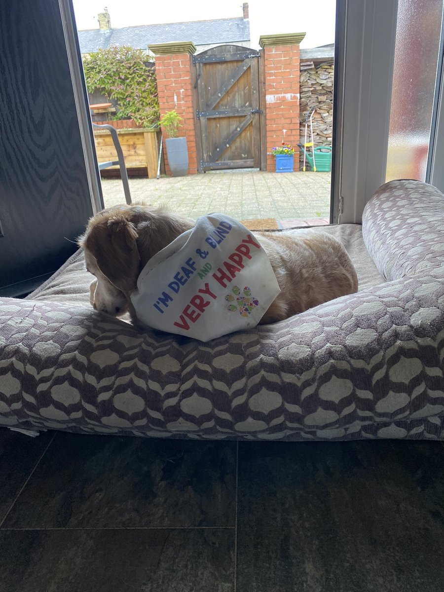 SpanielsSuper's tweet photo. Mum said I can’t have my bed outside in the sunshine ☹️ it’s not fair
She said as a compromise I can have it in the doorway to keep it dry
But I want to lie in the sun 🤷♀️
#WhyMumWhy #WhyIsItRaining
#SulkyRonnie https://t.co/hBQuBtW9yt