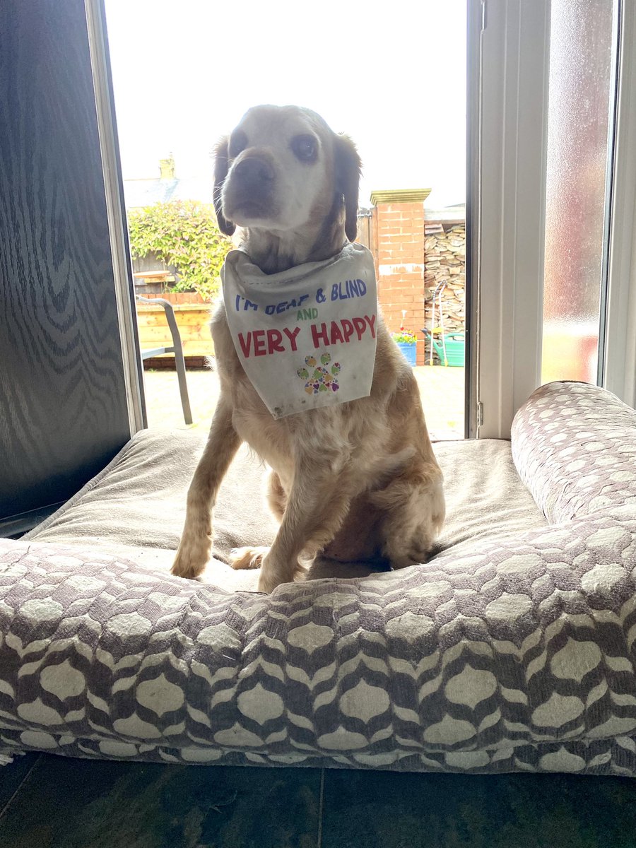 SpanielsSuper's tweet photo. Mum said I can’t have my bed outside in the sunshine ☹️ it’s not fair
She said as a compromise I can have it in the doorway to keep it dry
But I want to lie in the sun 🤷♀️
#WhyMumWhy #WhyIsItRaining
#SulkyRonnie https://t.co/hBQuBtW9yt