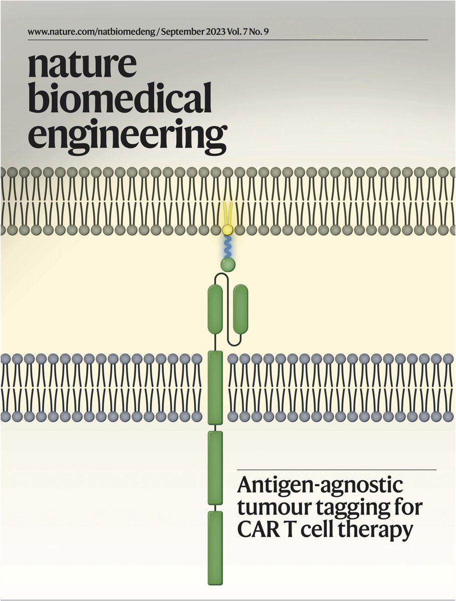 natBME's tweet photo. The September cover illustrates that the tagging of tumour cells with an amphiphilic ligand for a chimaeric antigen receptor on T cells allows for the universal redirection of the cells against solid tumours.

https://t.co/Q0wfz2k32o
https://t.co/1S9sR0NAg0 [Paper] https://t.co/Vw2i3RpK64