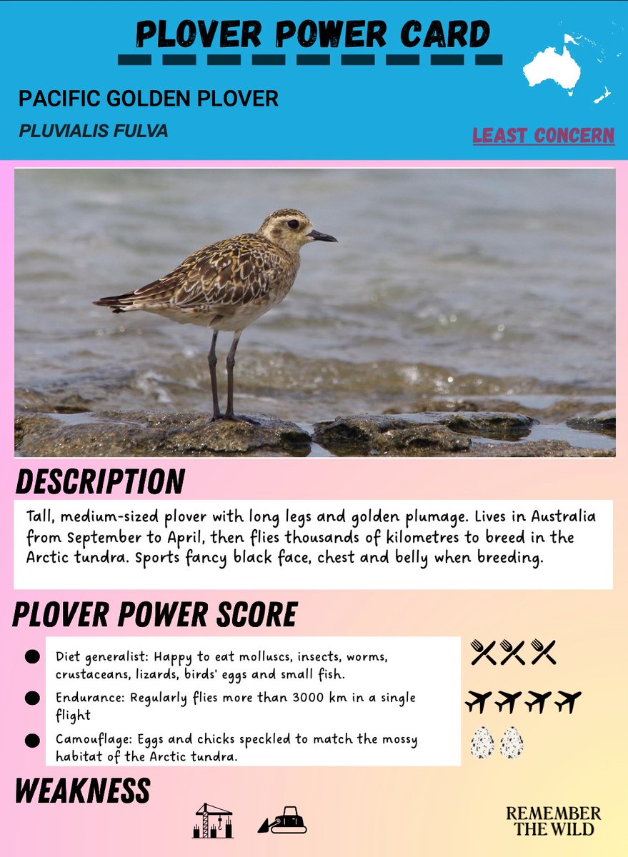 RTW_Aus's tweet photo. Celebrating #PloverAppreciationDay with four of our favourite Australian plovers. Which do you think has the best #ploverpower?
Make your own plover power cards to celebrate this group of plucky Aussie birds! Everything you need can be found at @birdlife_hoodie!
#PAD2023 https://t.co/EnJWWYbxLn