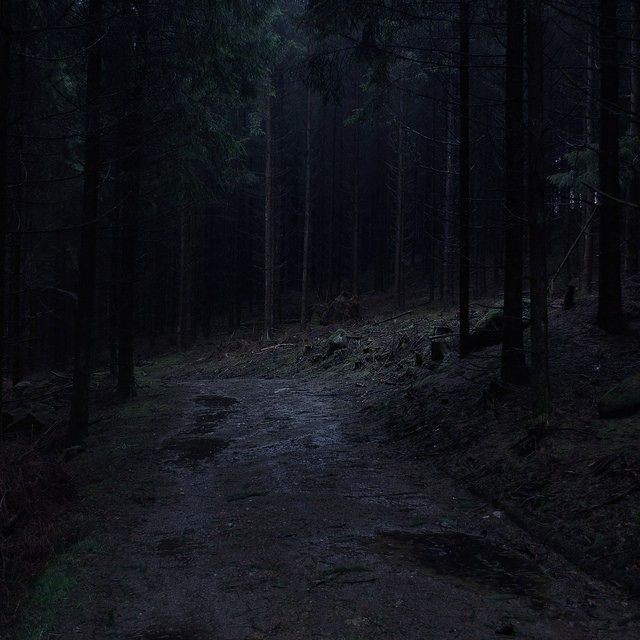 dark forest.