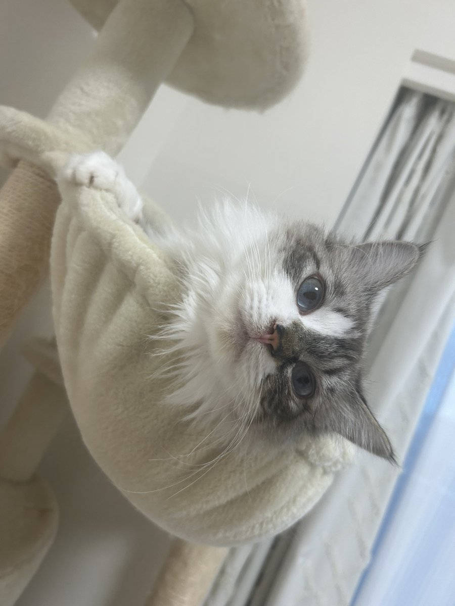 cottanien's tweet photo. @kusekkekurukuru 飼い主の私にまで労いのお言葉
ありがとうございます🥲✨
寛解できて本当によかったです😭
鼻のペイントおそろいですね🥰 https://t.co/PzBnJdZ9ue