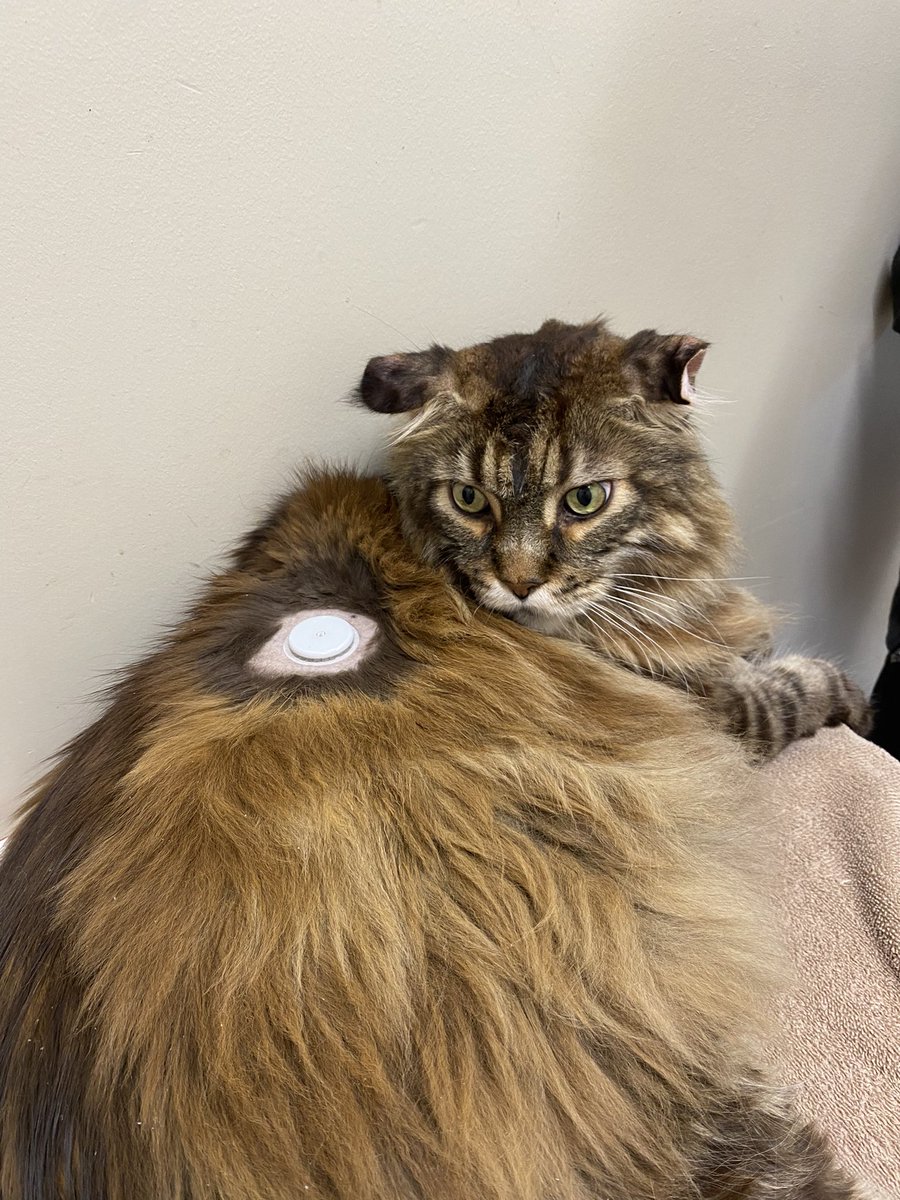 Check out Astro sporting his Continuous Glucose Monitor (cgm) which helps his owner and I monitor his diabetes! Used with permission