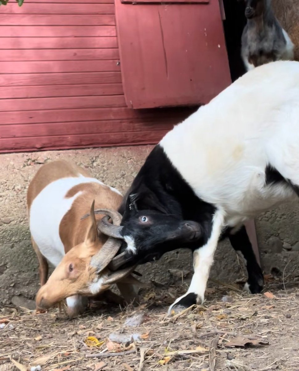 InkLink57's tweet image. Se ha filtrado un nuevo tema colaboración Shakira ft. Rosalía❗❗❗

Tremendo teaser🥶