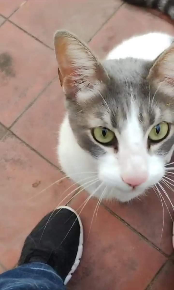 DeGatitos_'s tweet photo. Buenos Aires CABA
Buscamos una familia para Cirilo. Es joven, castrado. Su dueña falleció, y sus dos hermanos fueron adoptados y él quedó solito en una casa vacía. 
Cada 3 o 4 días le van a dar de comer, pero necesita que lo adopte alguien que tenga protecciones
1140507011 Susana https://t.co/gyjlVp0n6h