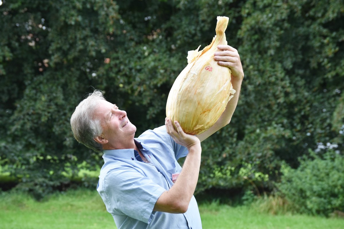 This eye-watering, ENORMOUS
onion, is a new record-breaking giant! 🏆

The onion, grown by Gareth Griffin from Guernsey,
weighs 8.97kg!

See this awesome onion, in the Incredible Edible Pavilion at the Harrogate Autumn Flower Show.

To book tickets visit bit.ly/3Mq0zR3