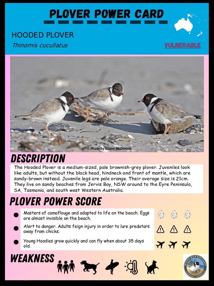 Janewing15's tweet photo. #PAD2023 #PloverAppreciationDay #PloverPower
Hoping for a successful breeding season at the Orford Bird Sanctuary, Orford, Tasmania https://t.co/1GSfpPS40g