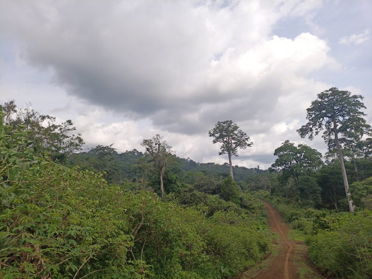 AbiluTangwa's tweet photo. Our planet's survival depends on us preserving and protecting our precious trees and forests. Let's be the generation that stands up against deforestation in the Amazon and Congo basin. Together, we can make a difference.#PreserveNature #StandForForests. https://t.co/oH5GUTD3Ys