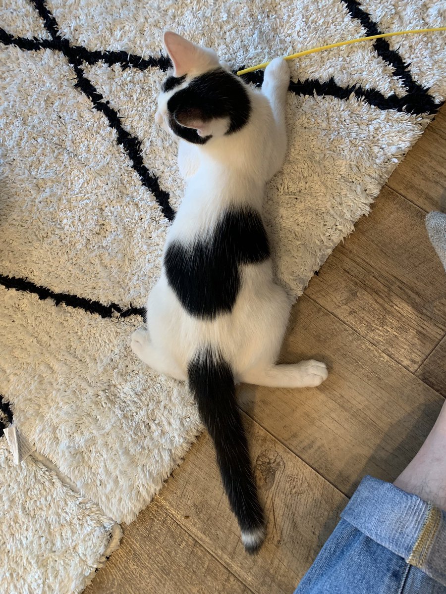 manrui1969's tweet image. コルト君、ペタンってなってるねー😸
#駒猫 #保護猫カフェ #コルト #お声かかってます #ショーちゃんと一緒のお家