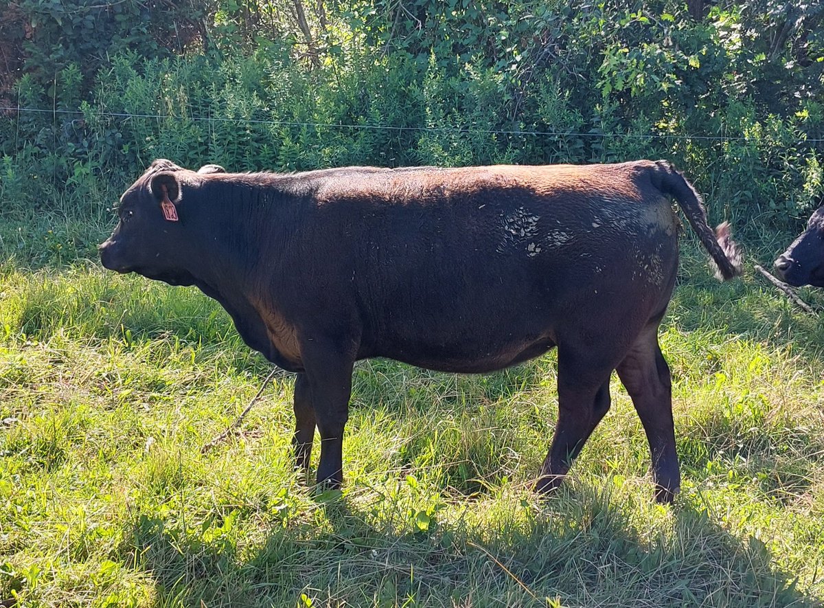 Tim Dixon (@dixonfarmspei) on Twitter photo We are offering up to 10 commercial Angus cows and up to 5 purebred heifer calves by private treaty this fall. Message for more details please. <a href="/maritimeangus/">maritimeangus</a> We are offering up to 10 commercial Angus cows and up to 5 purebred heifer calves by private treaty this fall. Message for more details please. <a href="/maritimeangus/">maritimeangus</a>