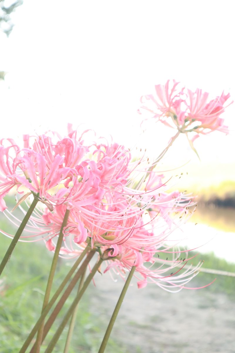 reeeei_0403's tweet photo. お久しぶりですwww
#彼岸花
#高浜市
#稗田川
#ピンクの彼岸花
#写真好きな人と繋がりたい
#Canon
#kissm https://t.co/VEWsTlWQHE