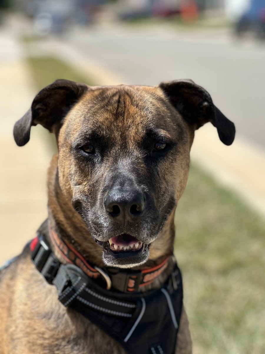 Good Morning from Brownie! 🦮☀️