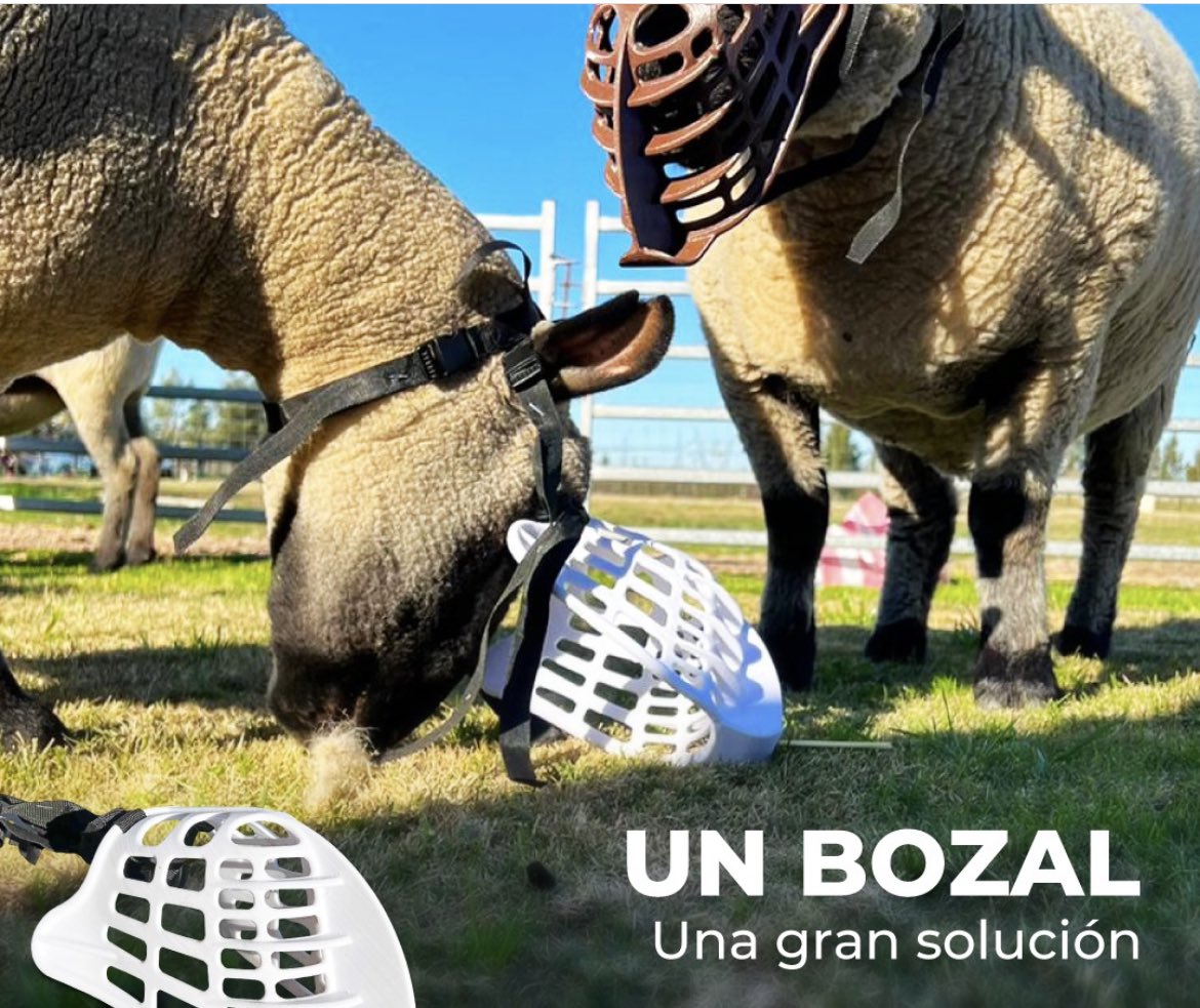 En stand Terko vea la solución para silvopastoreo de ovinos en frutal s, vid, pecan, olivos.