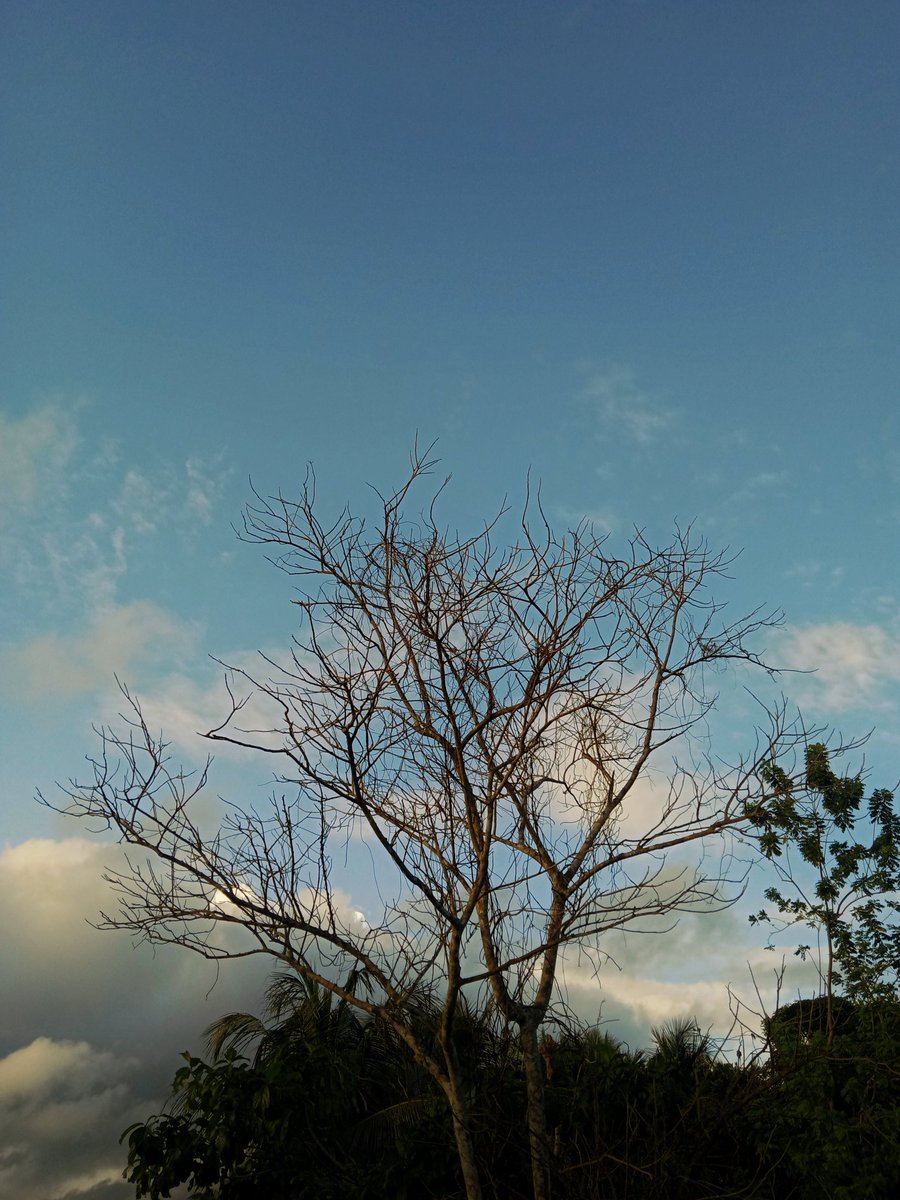 AnjaliKP4's tweet photo. "Find beauty in the bare branches of a leafless tree, as it stands tall, showcasing its graceful strength." 🌳✨ https://t.co/npgF1G6IC4