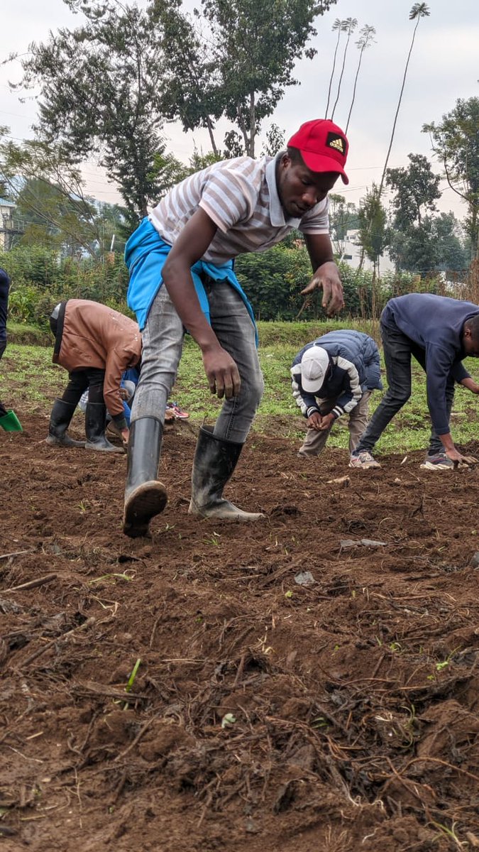 Today,our participants Kickedoff With Organic Beetroots Production under #BATs in @RwandaCSSA Model Farm. For Sustainable beetroot research and small-scale Agribusiness experience. #Engage #Empower #Influence YouthInAgribusiness #AGRITAlkwithRCSSA. @hakpaul1