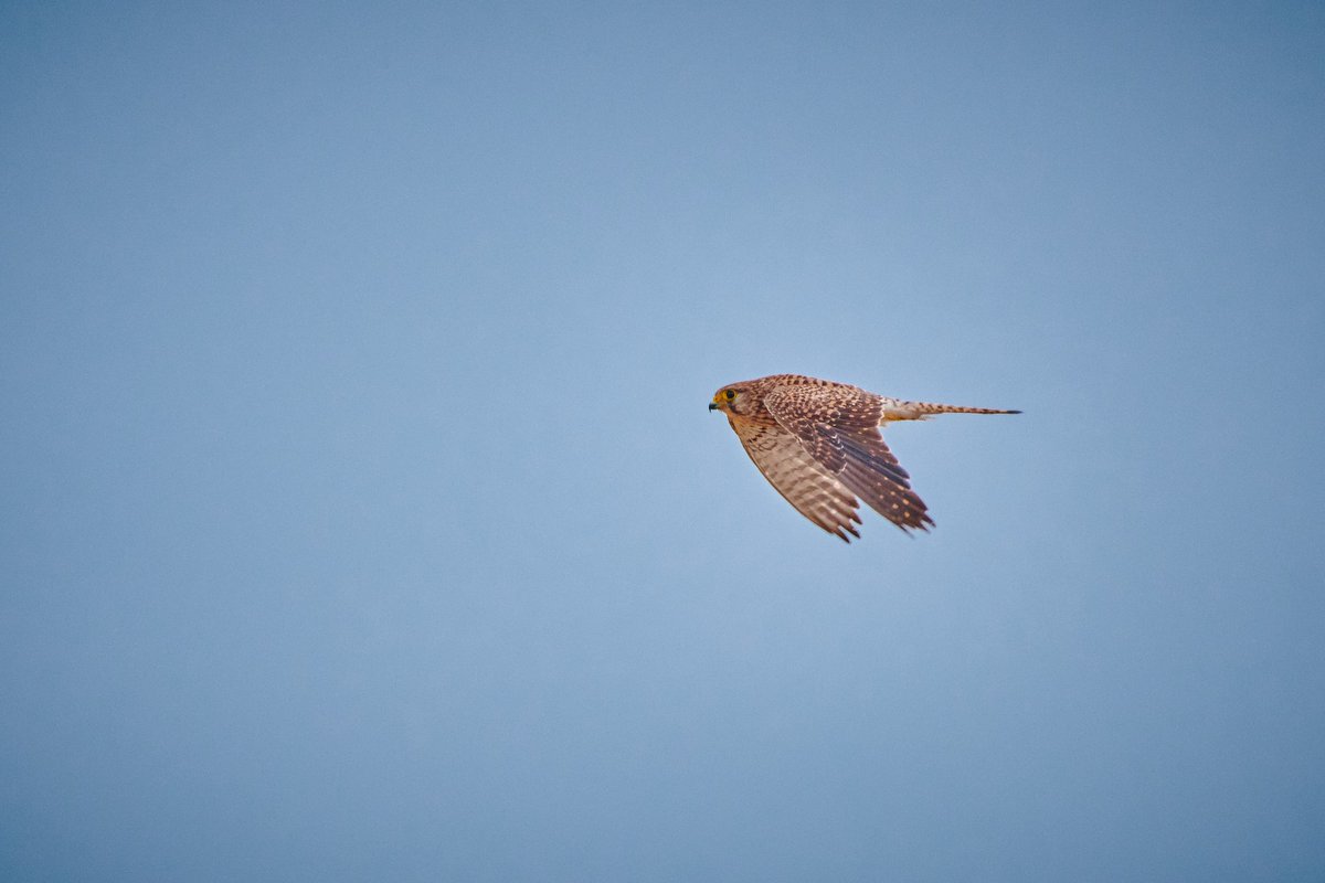 Shikra (Accipiter badius) is a small bird of prey in the family Accipitridae found widely distributed in Asia and Africa where it is also called the little banded goshawk.
.
.
🦅Abu Halifa| Kuwait
.
.
#jawswildlife #shikra #amazing_shots #kuwaitwildlife #fotografiaaves