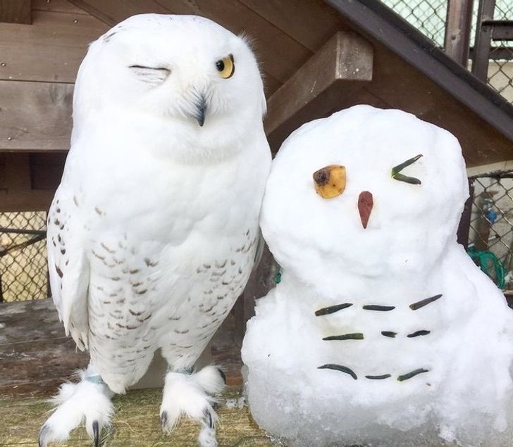 taehyun as owls (@2k0t0h2) on Twitter photo 