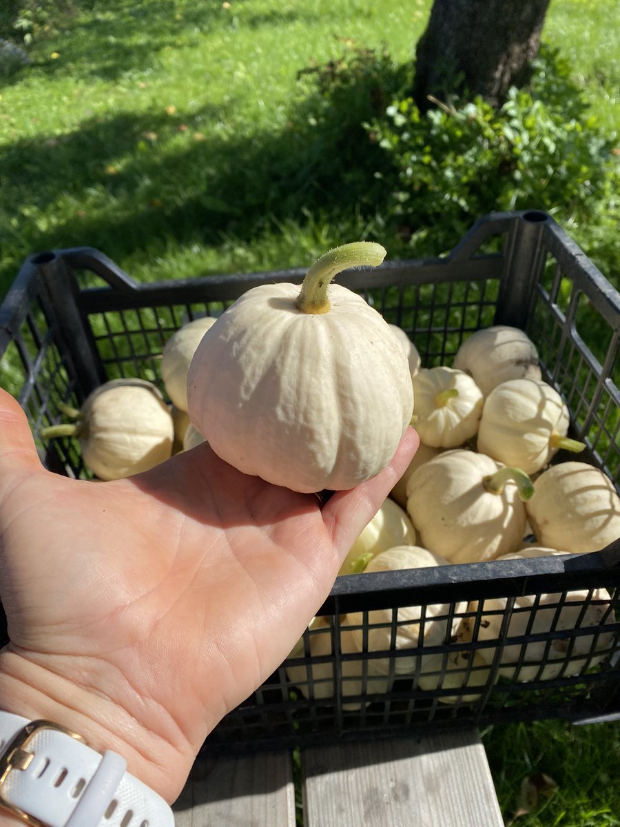 Maija Rēna tweet media