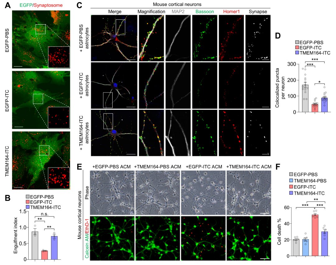 Brain_VTA's tweet photo. 📢NEWS
‼️Prof. Haibo Zhou’s team show that the #transmembrane protein 164 (#TMEM164) is an early-response intrinsic factor that regulates #neurotoxic #astrocyte reactivity.
https://t.co/MVmYRYP3sx https://t.co/6fAftAOuNS