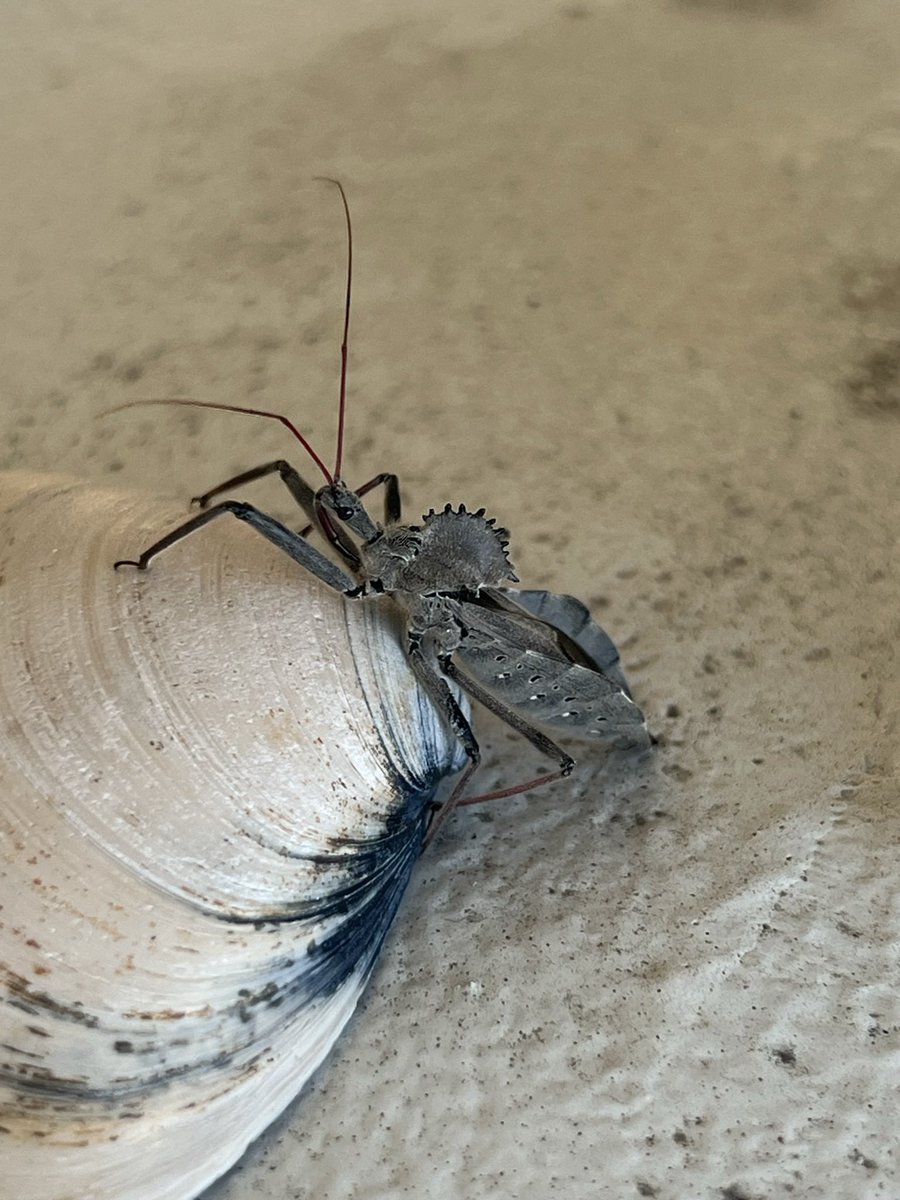 JRowbot's tweet photo. @dadrummondart This little cutie landed on my leg and we had some nice chit chat and pets before I googled it and realized what it was. https://t.co/abnCS8l3cA