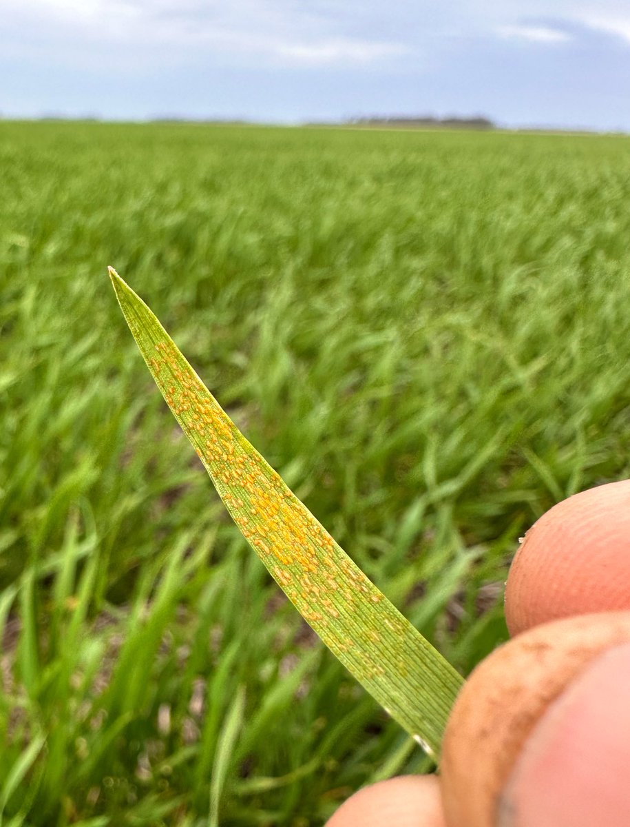 Damian Gopar tweet media