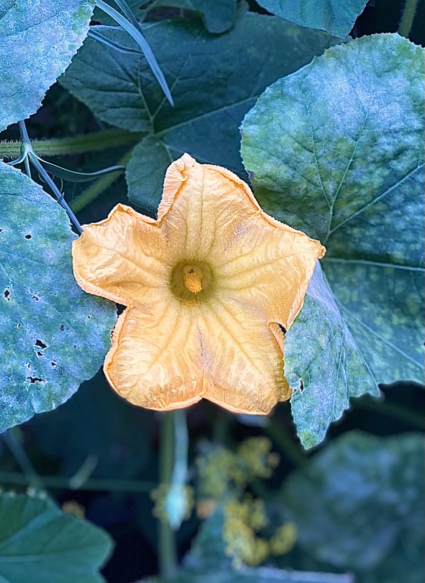 #pumpkin #flowers
I didn’t know that there are male and female flowers…I’ll take note of it next time. #edibleflowers #nature #SaturdayMorning