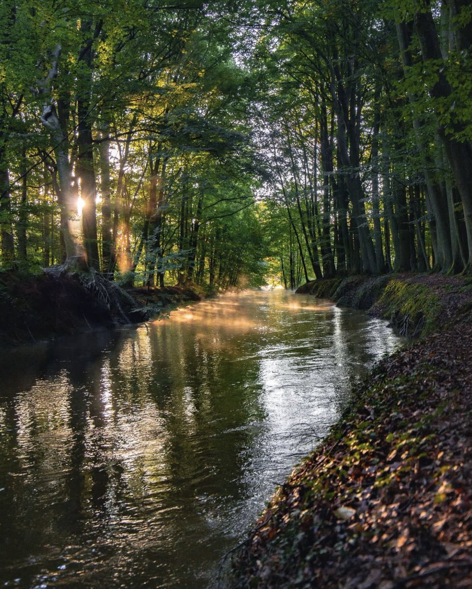 Forest magic.
I hope you had a great day. 😊🤌