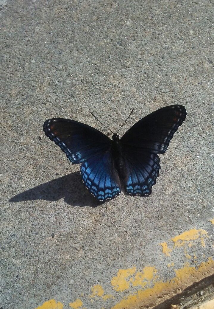 butterflies are majestic creatures 🦋