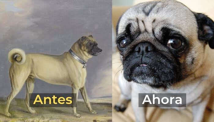 Bio_comunidad's tweet photo. _
Durante muchas generaciones los Pug fueron sometidos a la selección artificial a través de la cría.
 
Muchos perros de estas razas padecen una enfermedad llamada síndrome de las vías respiratorias obstructivas braquicefálicas. https://t.co/N2dp9RdvBt