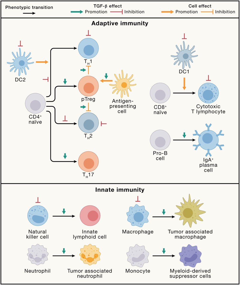 📢 Don't miss this all encompassing review in <a href="/CellCellPress/">Cell</a> by <a href="/LabMassague/">MassagueLab</a> &amp; Dean Sheppard on TGF-β signaling in health and disease!  #TGFβ

#OpenAccess | 📘 bit.ly/3PF0Ill