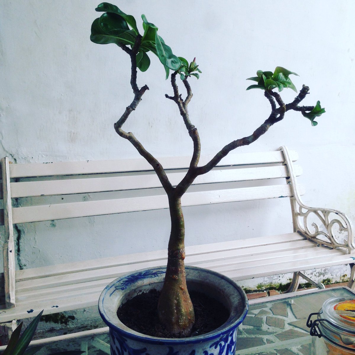 Layu sebelum berkembang, besar pasak dari tiang,memang lidah tak bertulang lain padang lain belalang gajah mati meninggalkan gading sekali mengayuh dua tiga pulau terlampaui air beriak tanda tak dalam... mengalir sampai jauhhh